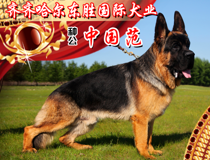 东胜国际犬业