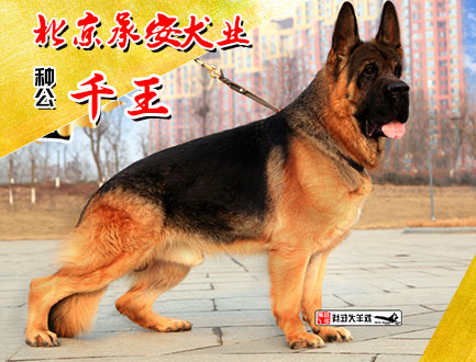 北京承安犬业