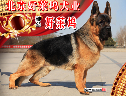 北京好莱坞犬业