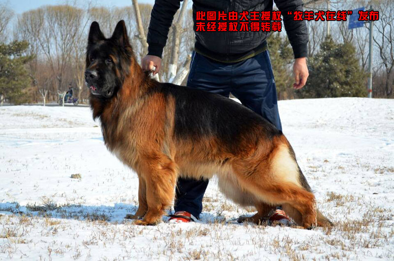 种公——天龙-天尊王朝犬舍-牧羊犬在线-德国牧羊犬