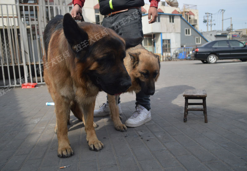 3月7日皇帝配北京的小闫的母犬