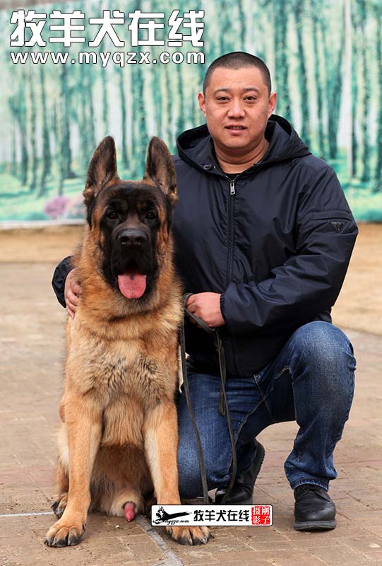 种公-杜克-唐山皇家犬业-牧羊犬在线-德国牧羊犬信息交流平台