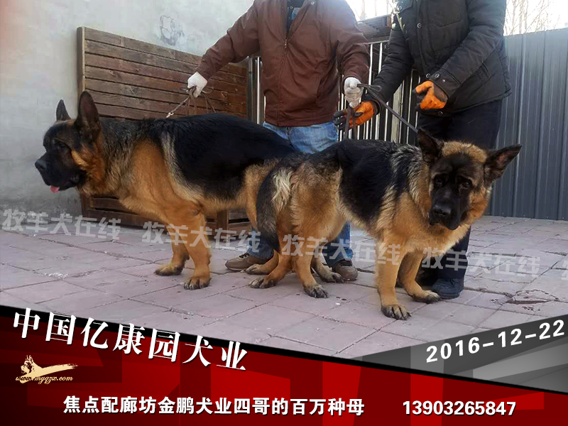 焦点配廊坊金鹏犬业四哥的百万种母