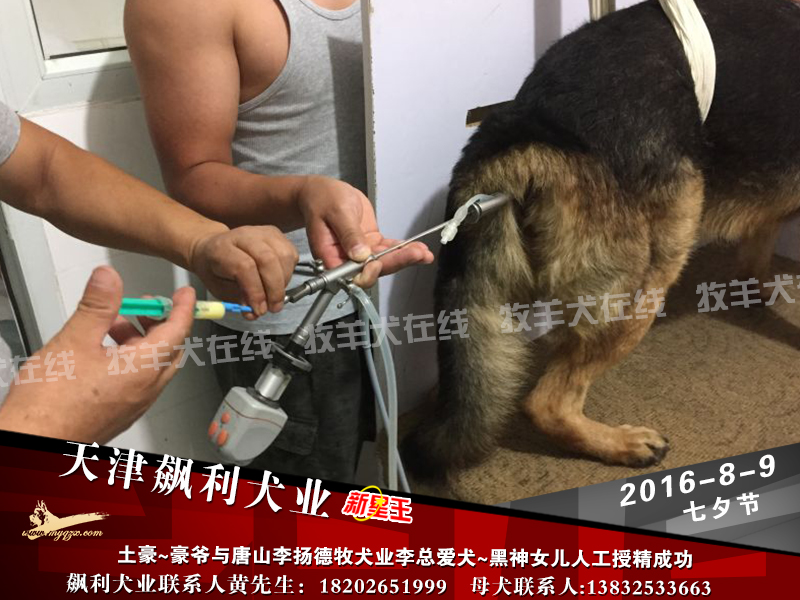 土豪人工授精唐山李扬德牧犬业李总爱犬~黑神女儿