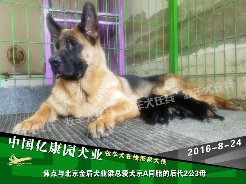 焦点与北京金盾犬业梁总爱犬京a同胎的后代2公3母