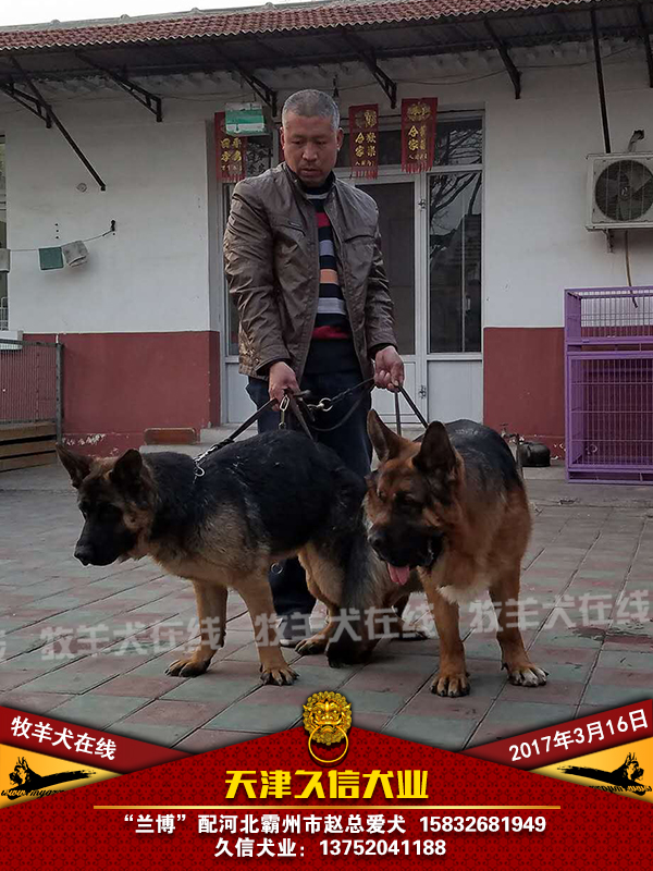 兰博配河北霸州市赵总爱犬