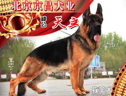 北京京昌犬业