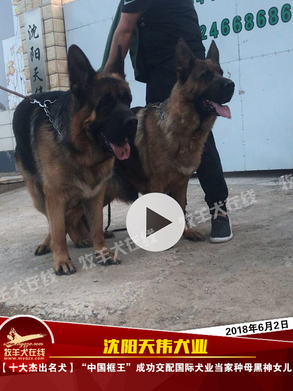 【十大杰出名犬】"中国框王"成功交配国际犬业当家种母黑神女儿