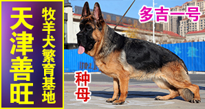 中国·善旺犬业