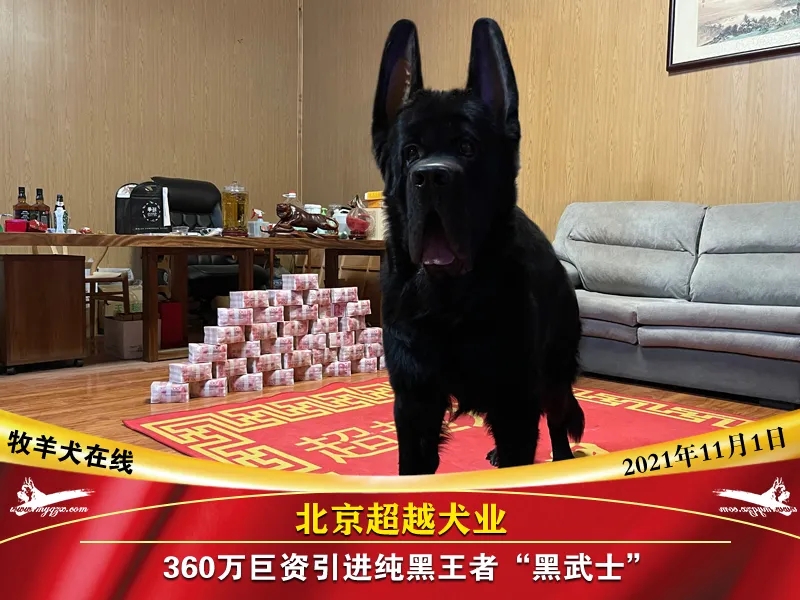 北京超越犬业