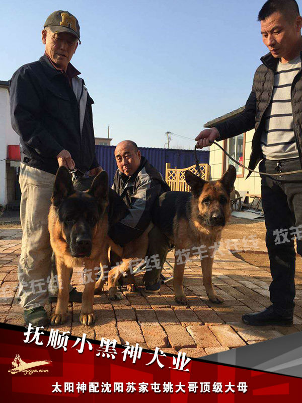 抚顺小黑神犬业种公太阳神配沈阳苏家屯姚大哥的顶级大母