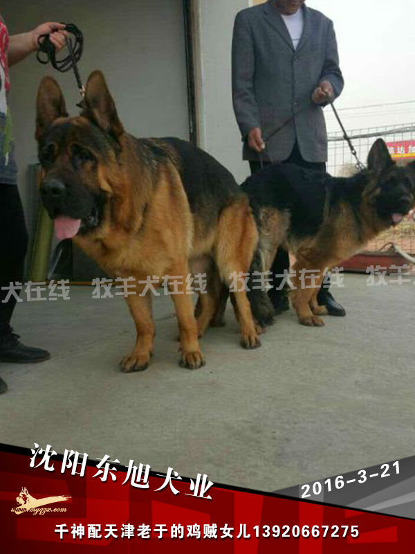 沈阳东旭犬业种公千神配天津老于的爱犬鸡贼女儿