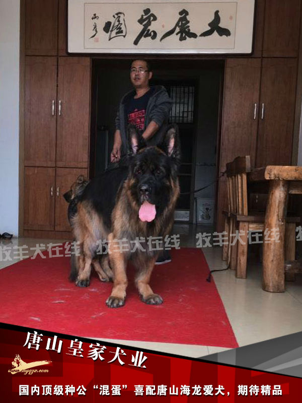 唐山皇家犬业种公混蛋配唐山海龙的爱犬