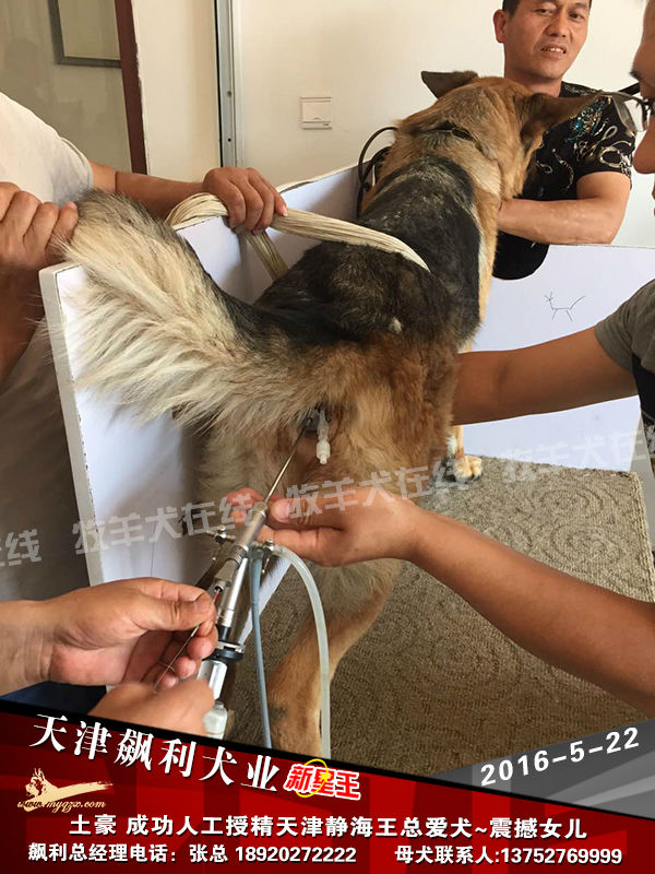 天津飙利犬业种公土豪人工授精天津静海王总的爱犬震撼女儿