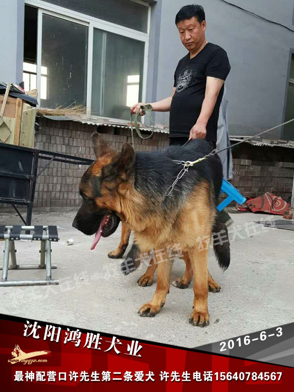 沈阳鸿胜犬业种公最神配营口许先生的第二条爱犬