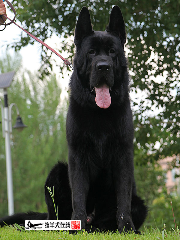 中国当代牧羊犬中国黑色风暴牧羊犬繁育基地黑狮