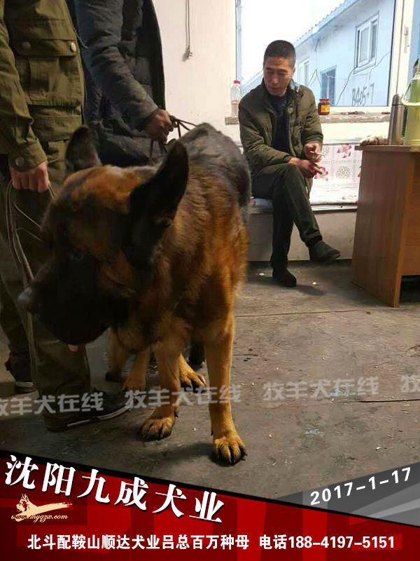 配犬快讯 北斗 精神抖擞 牧羊犬在线 德国牧羊犬信息交流平台