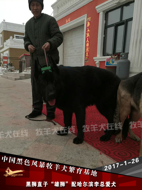 小米)中国黑色风暴牧羊犬繁育基地是国内知名度极高的大型实力旗舰