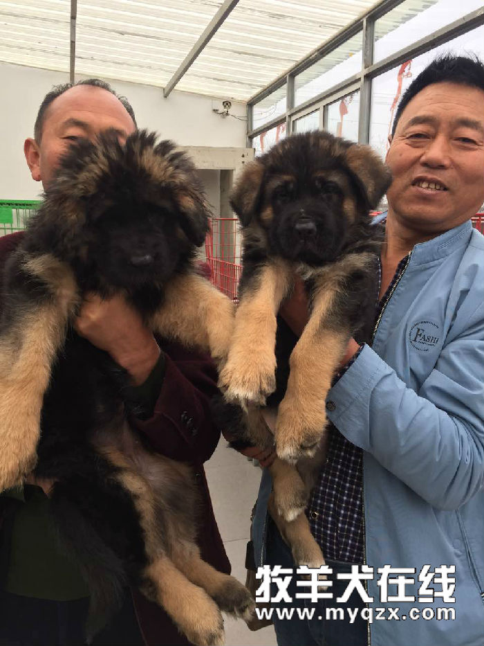 转会喜讯 混球 女儿华丽转会 牧羊犬在线 德国牧羊犬信息交流平台