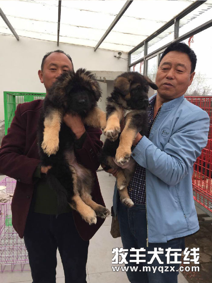 转会喜讯 混球 女儿华丽转会 牧羊犬在线 德国牧羊犬信息交流平台