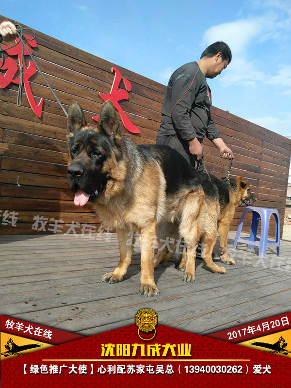 【配犬快讯"心利"魅力超凡-牧羊犬在线-德国牧羊犬信息交流平台