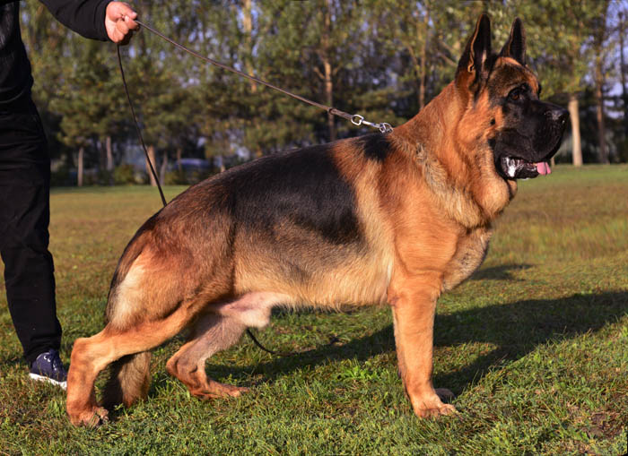 德江犬舍-牧羊犬在线-德国牧羊犬信息交流平台